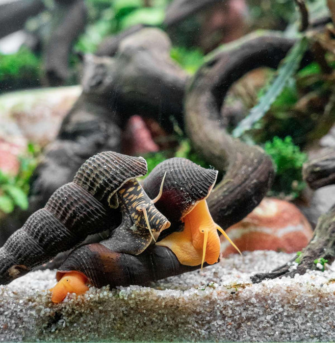 Rabbit Gold (Tylomelania)