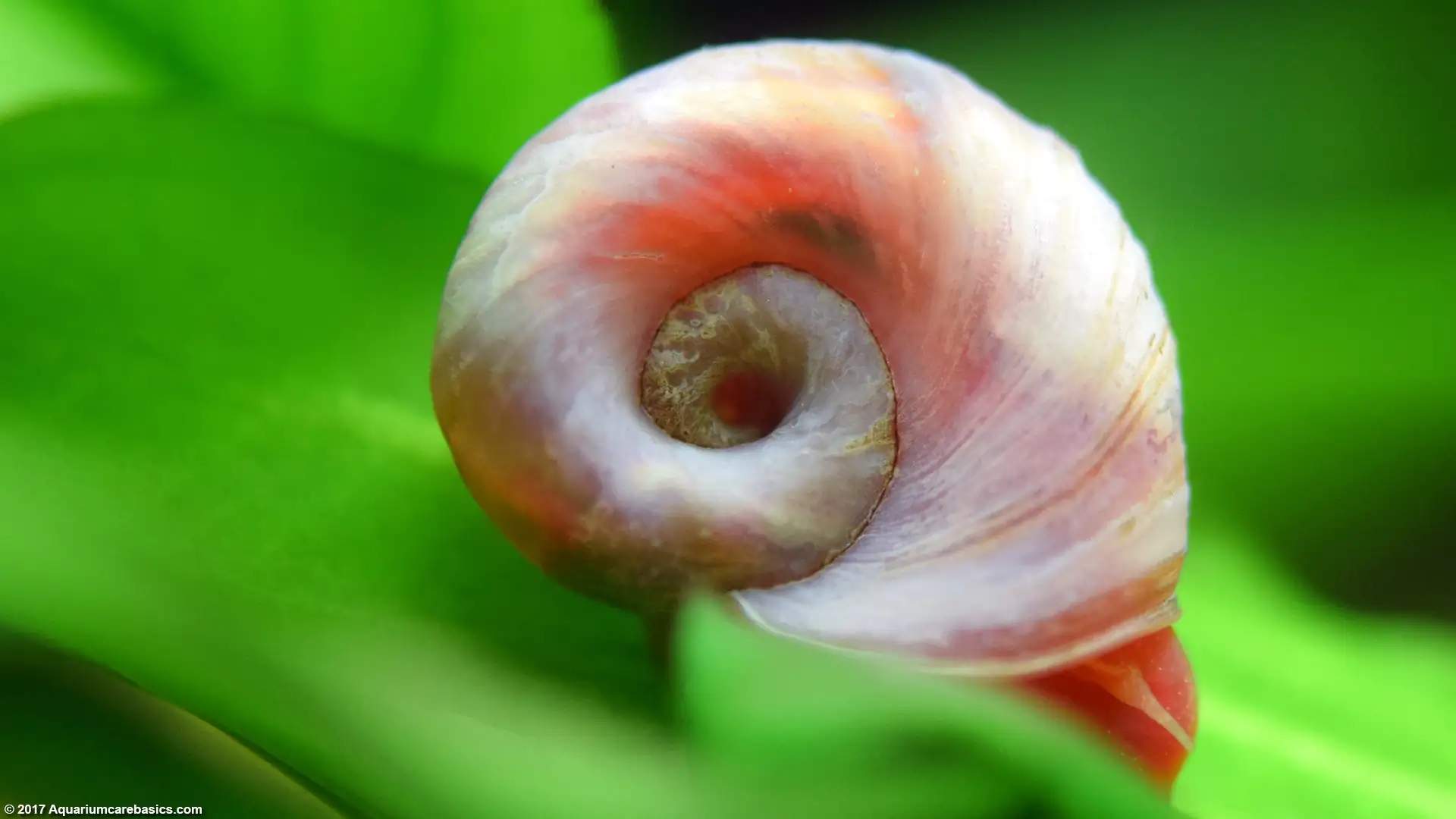 Planorbi Rojo