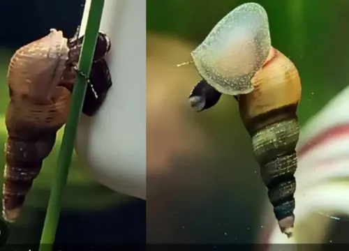 Thiara cancellata