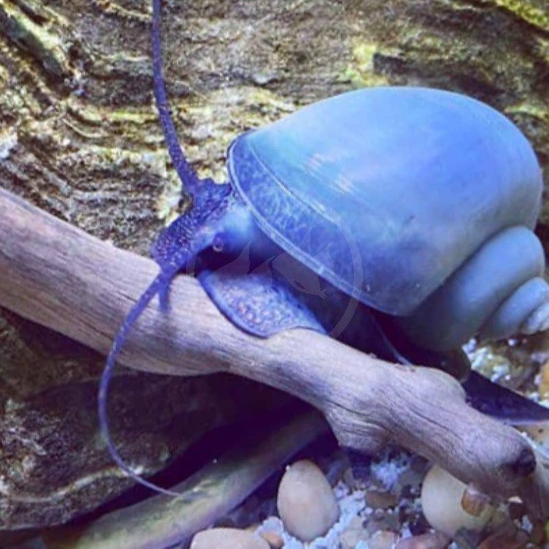 Manzana Azul