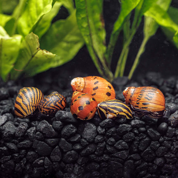 Neritina semiconica