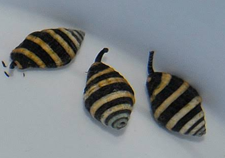 Bumble Bee (Engina mendicaria)