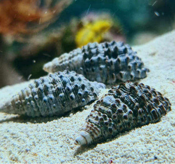 Cerithium
