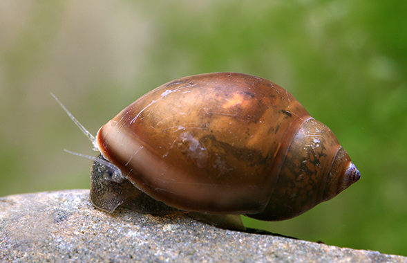 Physa (Physella acuta)
