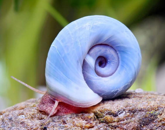 Planorbi Azul
