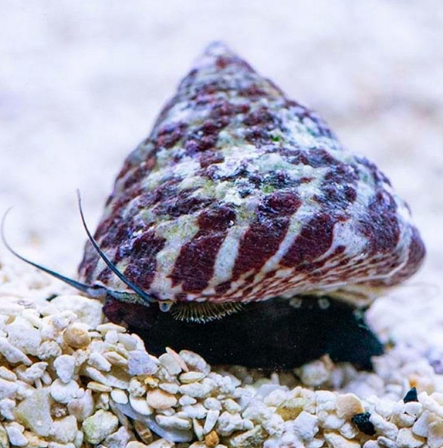 Trochus (Trochus niloticus)